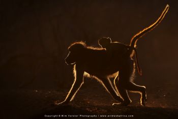 Mashatu filming safari with Wim & Mags Vorster - Botswana