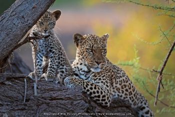 Mashatu filming safari with Wim & Mags Vorster - Botswana