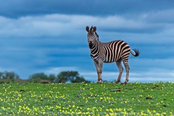 Mashatu filming safari with Wim & Mags Vorster - Botswana