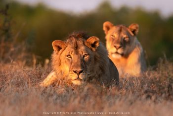 Mashatu filming safari with Wim & Mags Vorster - Botswana