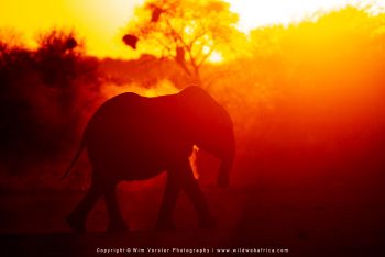 Mashatu filming safari with Wim & Mags Vorster - Botswana