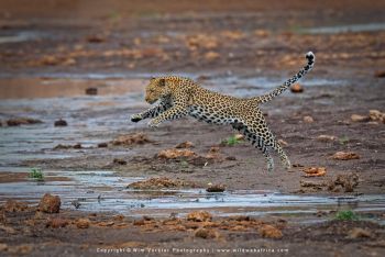 Mashatu filming safari with Wim & Mags Vorster - Botswana