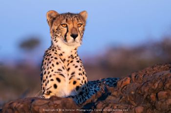 Mashatu filming safari with Wim & Mags Vorster - Botswana