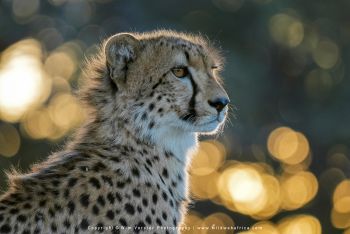 Mashatu filming safari with Wim & Mags Vorster - Botswana
