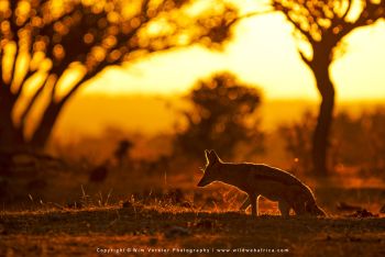 Mashatu filming safari with Wim & Mags Vorster - Botswana