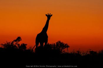 Mashatu filming safari with Wim & Mags Vorster - Botswana