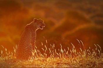 Mashatu filming safari with Wim & Mags Vorster - Botswana