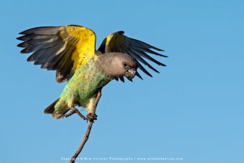 Mashatu filming safari with Wim & Mags Vorster - Botswana