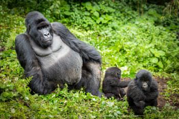 Agashya the Silverback with his youngsters. Gorilla Photo Safaris Rwanda. © Copyright Stu Porter Rwa