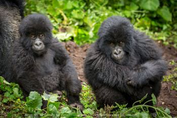 Young Mountain Gorillas. Copyright Stu Porter Photography
