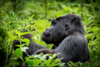 Agashya the main Silverback. Copyright Stu Porter WILD4 African Photo Safaris. © Copyright Stu Porte