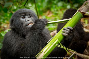 Mountain Gorilla feeding. Copyright Stu Porter WILD4 African Photo Safaris. 