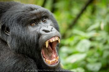 The son of Agashya. Gorilla Photo Safaris Rwanda. © Copyright Stu Porter Rwanda Gorilla Photo Tours