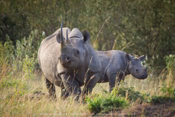 The endangered Black Rhino can be seen in the Mara Masai Mara photo safari Kenya
