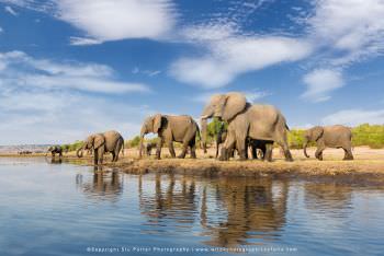 Herd of Elephants arriving at the Chobe River for a drink. Copyright Stu Porter Photography
