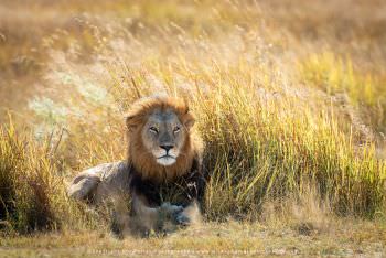 Male Lion in the Moremi Game Reserve, Okavango Delta. Copyright Stu Porter Photography