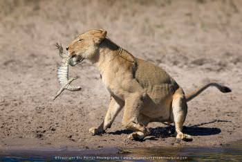 Lioness with a monitor Lizard, Chobe River Botswana. Copyright Stu Porter Photography