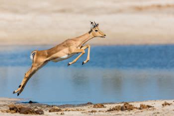 Young male Impala leaping. WILD4 tours