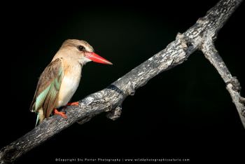 A Brown Hooded Kingfisher at the Chobe River. WILD4 tours