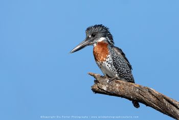 Male Giant Kingfisher. Chobe River, Botswana. WILD4 tours