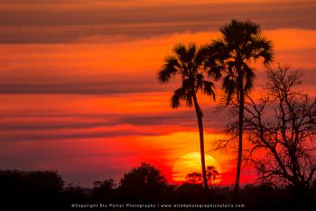 Ilala palms, Okavango delta Botswana. Copyright Stu Porter Photography