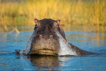 Hippos are very common. Copyright Stu Porter Photography