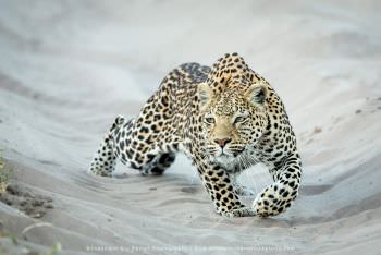 Leopard stalking prey Copyright Stu Porter Photography Botswana 
