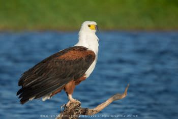The iconic African Fish Eagle. African photo safaris