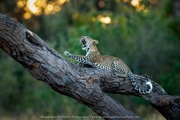 A young Leopard yawns. WILD4 tours Botswana
