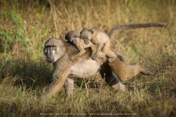 Chacma Baboon carrying twins on her back. Copyright Stu Porter Photography