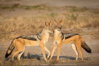 Two Black Backed Jackals. African photo safaris