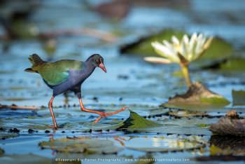 Allen's Gallinule. Botswana. Copyright Stu Porter Photography