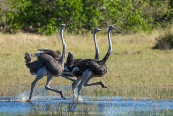 Ostriches running through the shallow water. African photo safaris