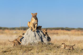 A Lioness with five cubs on a termite mound. Copyright Stu Porter Photography