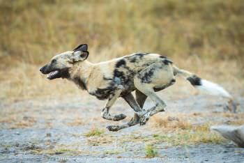 Botswana is a good place to see the endangered African Wild dog. African photo safaris