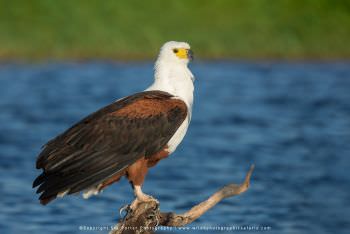 The iconic African Fish Eagle. African photo safaris