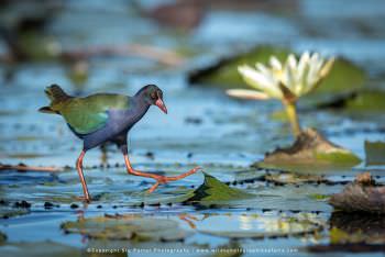 Allen's Gallinule. Botswana. Copyright Stu Porter Photography