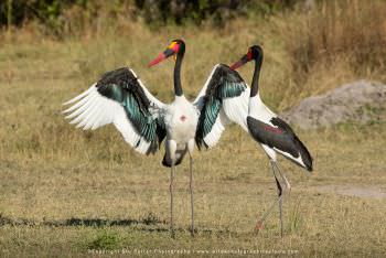 Saddle Billed Storks. WILD4 tours