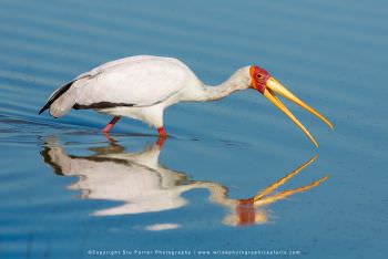 Yellow Billed Stork fishing . African photo safaris