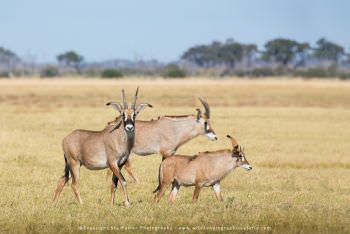 Roan antelope. WILD4 tours Botswana