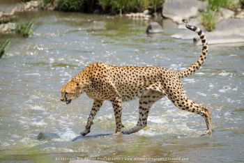 A Cheetah carefully crosses the Talek River Stu Porter African Wildlife Photography