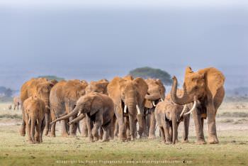 Herd of Elephants Copyright Stu Porter Photography