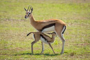 Thompson's Gazelle nursing her baby WILD4 African Photo Tours