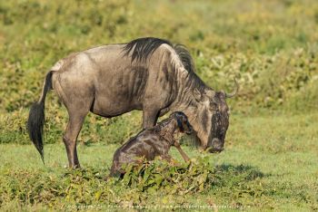 copyright Stu Porter Tanzania Photography