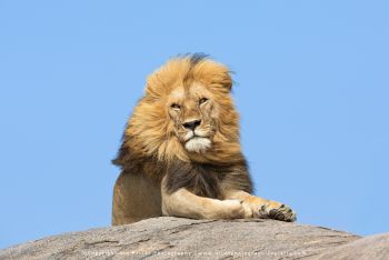 copyright Stu Porter Tanzania Photography