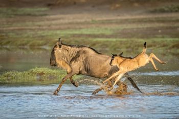 copyright Stu Porter Tanzania Photography