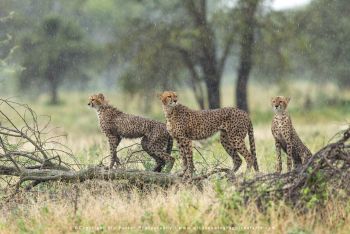 copyright Stu Porter Tanzania Photography