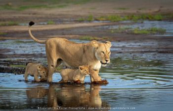 copyright Stu Porter Tanzania Photography