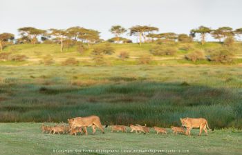copyright Stu Porter Tanzania Photography