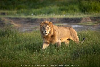 copyright Stu Porter Tanzania Photography